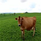 /StoreData/PageData/265/Cow.jpg