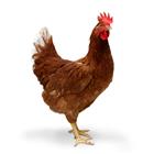/StoreData/PageData/266/Chicken.jpg