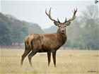 /StoreData/PageData/267/Deer.jpg