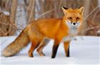 /StoreData/PageData/269/Fox.jpg