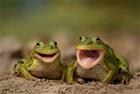 /StoreData/PageData/270/Frog.jpg
