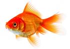 /StoreData/PageData/271/Goldfish.jpg