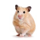 /StoreData/PageData/272/Hamster.jpg