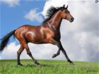 /StoreData/PageData/273/Horse.jpg