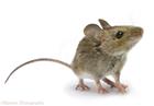 /StoreData/PageData/274/Mouse.jpg