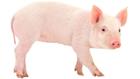 /StoreData/PageData/275/Pig.jpg