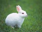 /StoreData/PageData/276/Rabbit.jpg
