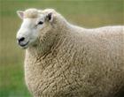/StoreData/PageData/277/Sheep.jpg