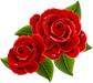 Từ vựng tiếng Anh chủ đề  FLOWER